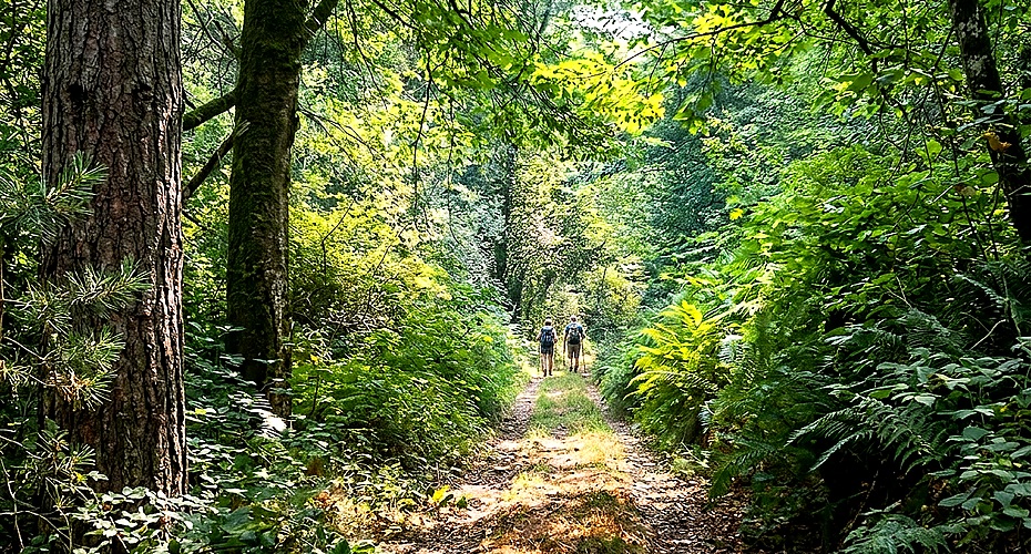 Bosque de frondosas en las laderas de Castroverde, Lugo, en otoño