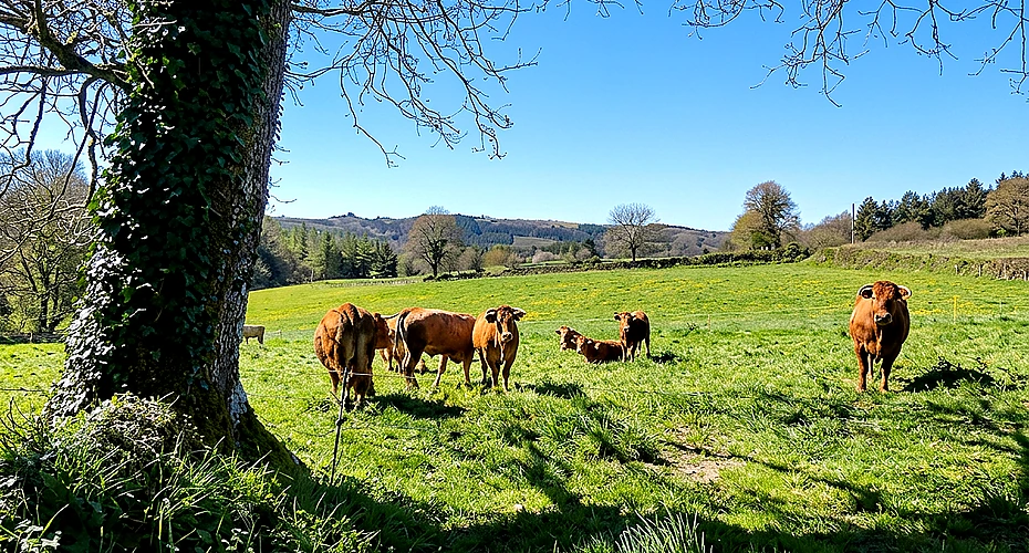 Turismo rural en Castroverde: una guía práctica para desconectar de verdad